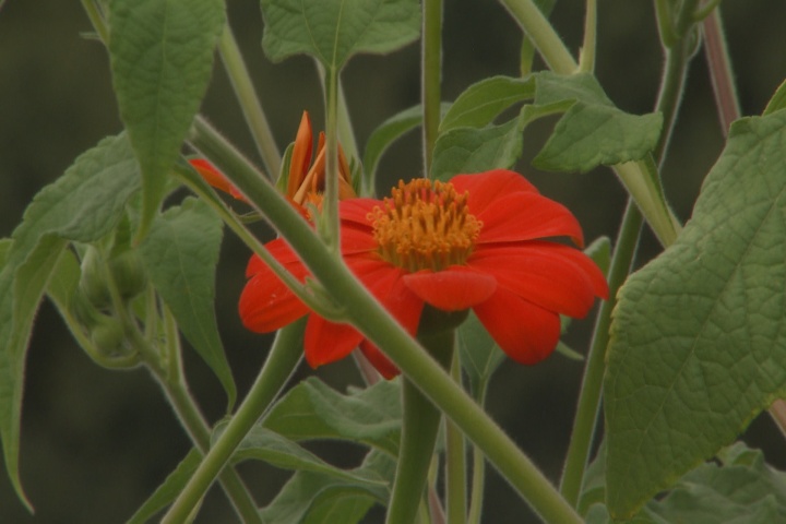 Mexican sunflower stands tall with fall color